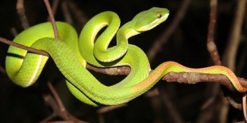 Tìm hiểu ý nghĩa phong thủy của rắn